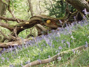 Bluebells