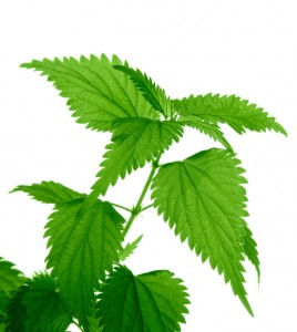 nettleleaf