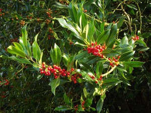 hollyberries