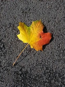 The was the first Autumn leaf of the year to catch my eye